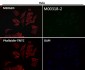Anti-PI3 Kinase p85 alpha Rabbit Monoclonal Antibody